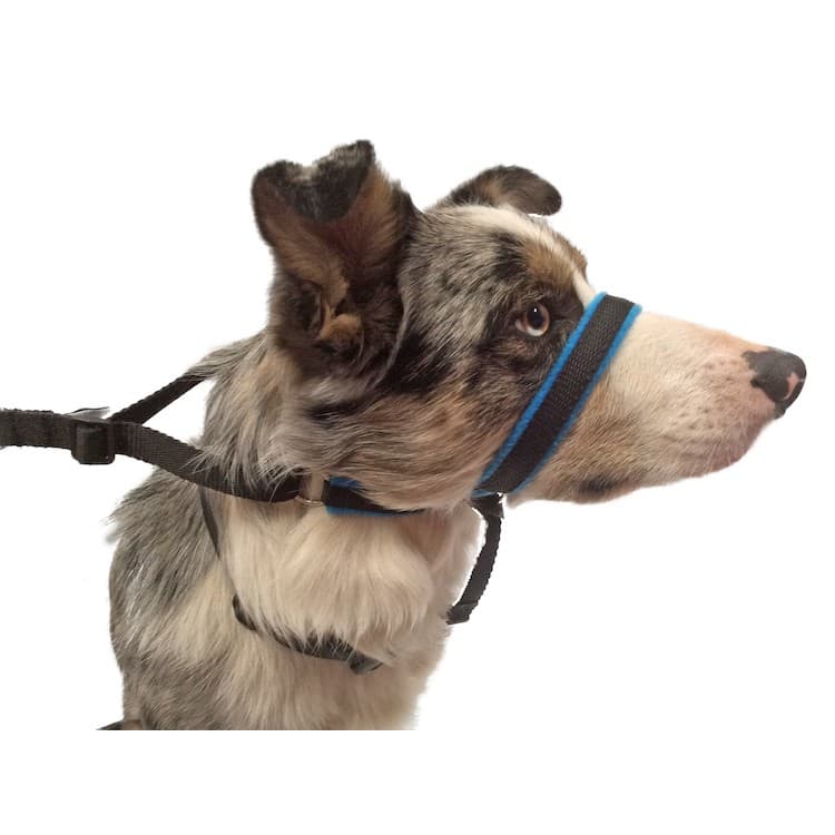 SWAG Headcollar - Image 6
